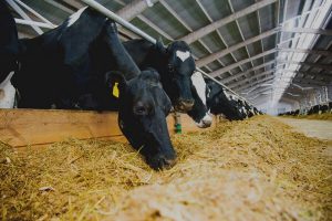 بیماری های مرتبط با لنگش در گاوها | دام و پت