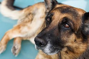 شیوع بیماری در نژاد سگ ها | دام و پت