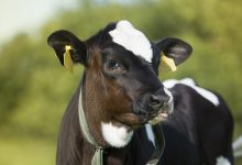 اسهال گوساله، از علل تا درمان | دام و پت