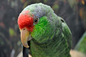 تشخیص تومور در پرندگان | دام و پت