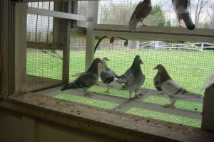 پرورش کبوتر، راهنمای کلی برای مبتدیان | دام و پت