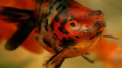 چگونه سوختگی آمونیاک در ماهی درمان می شود؟ | دام و پت