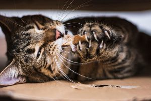 اختلالات دندان در گربه ها | دام و پت