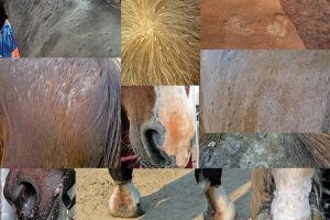 علت ریزش مو در اسب ها چیست؟ | دام و پت