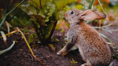 چرا برخی خرگوش ها وزن کم می کنند؟ | دام و پت