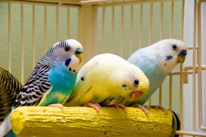 5 راه برای شاد و سالم نگه داشتن پرندگان | دام و پت