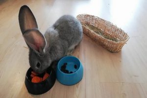 آیا کشمش برای خرگوش بی خطر است؟ | دام و پت