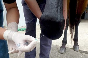 بیماری های مفاصل در اسب ها | دام و پت