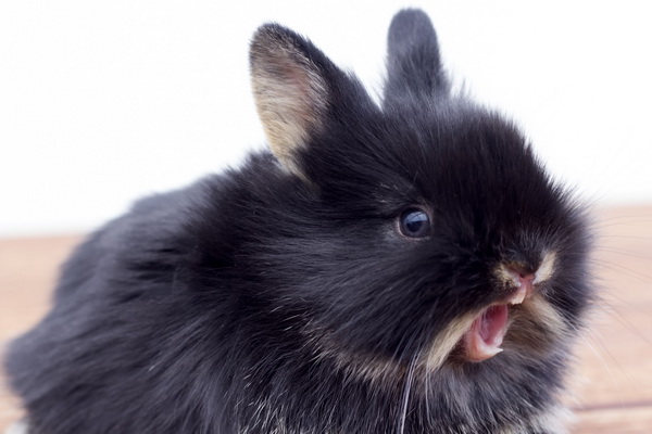 چرا خرگوش ها گاز می گیرند؟ | پزشکت
