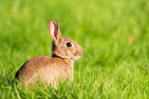 آیا خرگوش ها کلمات را درک می کنند؟ | دام و پت