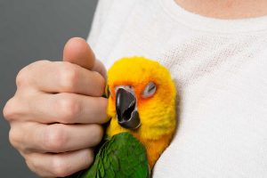 استرس در پرندگان خانگی | دام و پت
