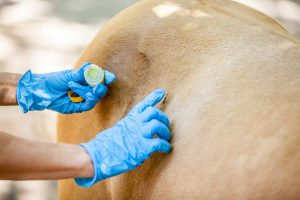 درمان بیماری های پوستی اسب | دام و پت