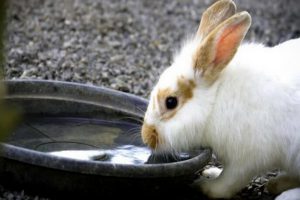 خرگوش ها چند سال عمر می کنند؟ | دام و پت