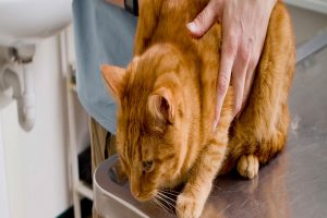 انواع استفراغ در گربه ها و درمان آنها | دام و پت