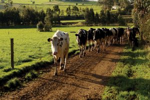 لنگش در گاوها را چگونه درمان کنیم؟ | دام و پت
