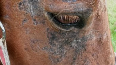 عفونت های قارچی در اسب ها | دام و پت