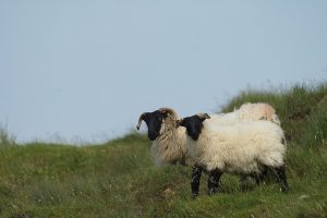 کمبود کبالت در گوسفندان | دام و پت