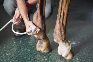 شکستگی پای اسب و چالش های درمانی آن | دام و پت