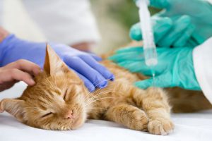 علل و درمان بیماری کلیه در گربه ها | دام و پت