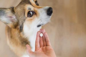 آیا بنادریل برای سگ ها بی خطر است؟ | دام و پت