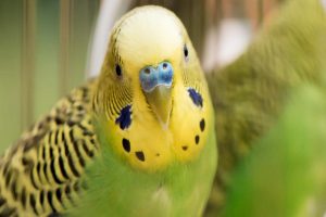 اختلالات ریه در پرندگان خانگی | دام و پت