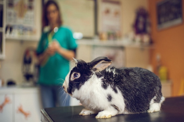 علائم درد در خرگوش ها | دام و پت