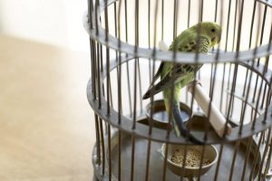 10 علائم خطرناک بیماری در پرنده خانگی | دام و پت
