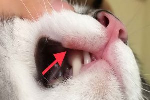 بیماری های دهان در گربه ها | دام و پت