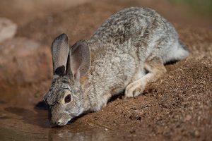 انواع مدفوع طبیعی و غیر طبیعی خرگوش | دام و پت
