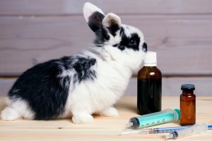 علائم درد در خرگوش ها | دام و پت