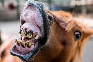 علائم مشکلات دندانی اسب ها | دام و پت