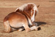 بیماری های مفاصل در اسب ها | دام و پت