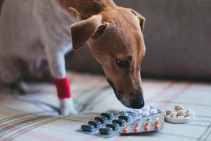 آیا بنادریل برای سگ ها بی خطر است؟ | دام و پت