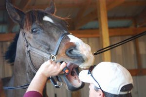 علائم مشکلات دندانی اسب ها | دام و پت