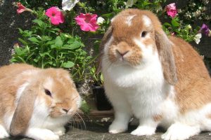 آیا خرگوش ها کلمات را درک می کنند؟ | دام و پت