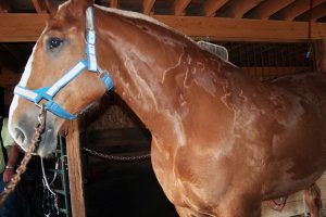 تشخیص بیماری های پوستی اسب | دام و پت