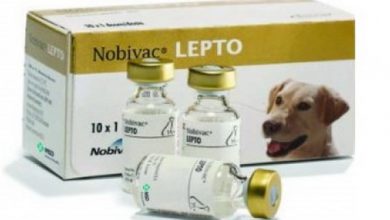 واکسن لپتوسپیروز در سگ ها | دام و پت