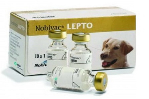 واکسن لپتوسپیروز در سگ ها | دام و پت
