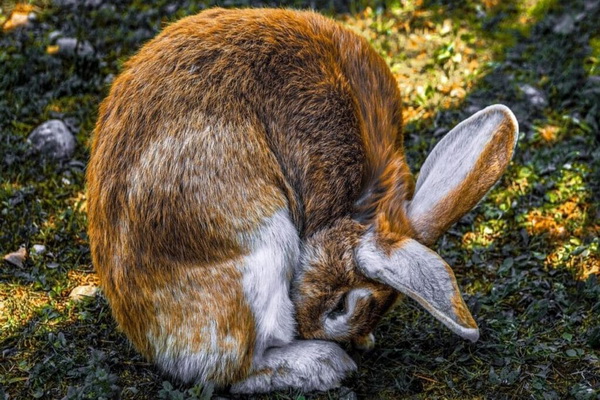 چرا خرگوش ها مدفوع خود را می خورند؟ | دام و پت
