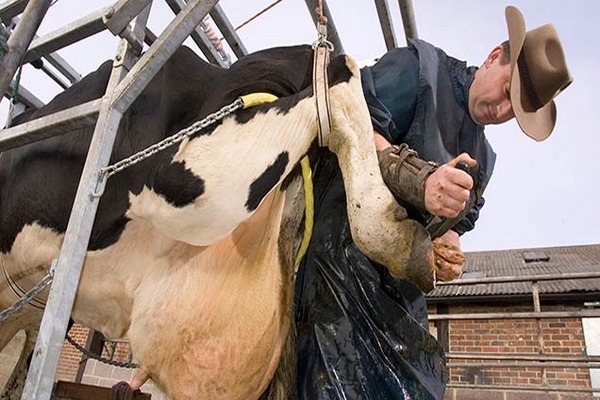 بیماری های مرتبط با لنگش در گاوها | دام و پت