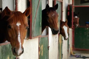 عفونت های قارچی در اسب ها | دام و پت