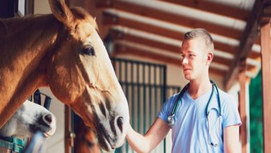 درمان بیماری های پوستی اسب | دام و پت