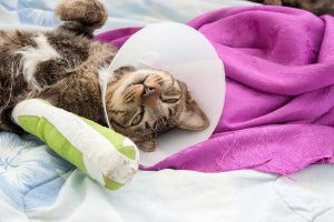 شکستگی اندام ها در گربه ها چگونه درمان می شود؟ || دام و پت