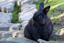 علائم پیری در خرگوش ها | دام و پت