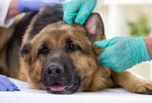 بیماری های گوش خارجی در سگ | دام و پت