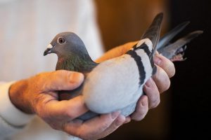 پرورش کبوتر، راهنمای کلی برای مبتدیان | دام و پت