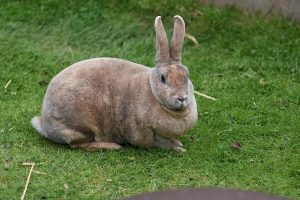 علت زیاد غذا خوردن خرگوش چیست؟ | دام و پت