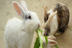 چرا برخی خرگوش ها وزن کم می کنند؟ | دام و پت