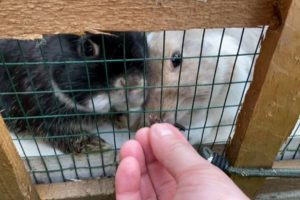 آیا کشمش برای خرگوش بی خطر است؟ | دام و پت