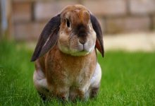 انواع بیماری ها در خرگوش پیر | دام و پت